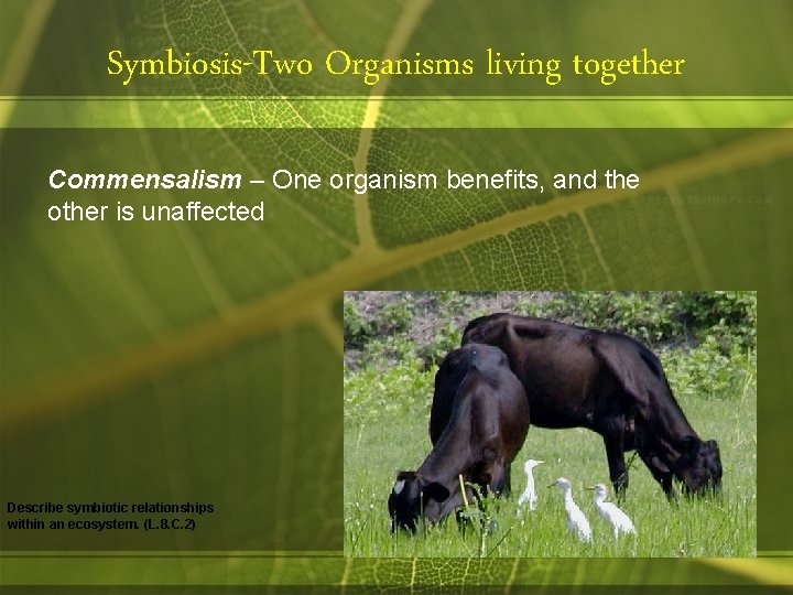 Symbiosis-Two Organisms living together Commensalism – One organism benefits, and the other is unaffected