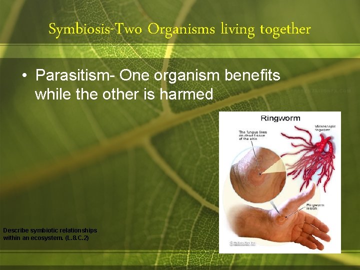 Symbiosis-Two Organisms living together • Parasitism- One organism benefits while the other is harmed