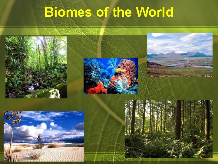 Biomes of the World 
