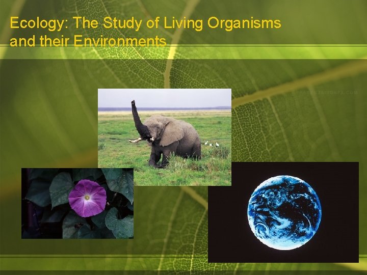 Ecology: The Study of Living Organisms and their Environments 