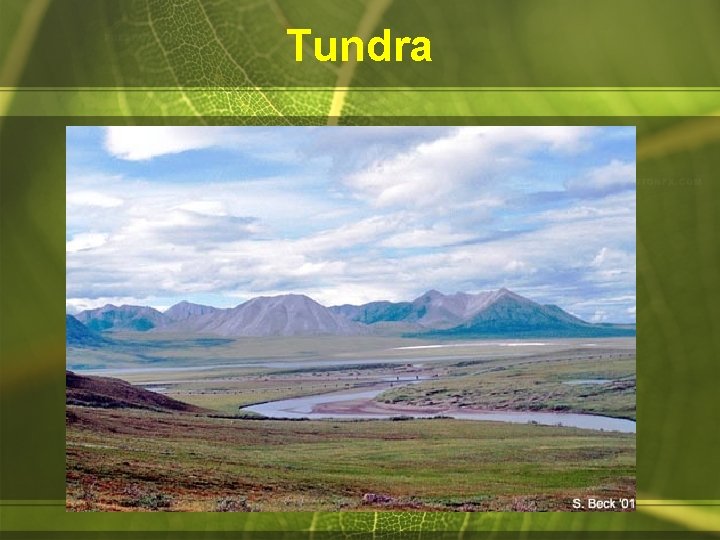 Tundra 