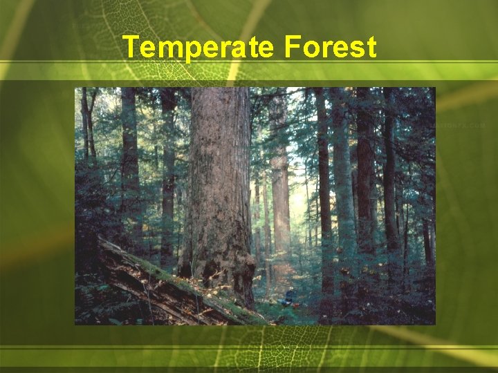 Temperate Forest 