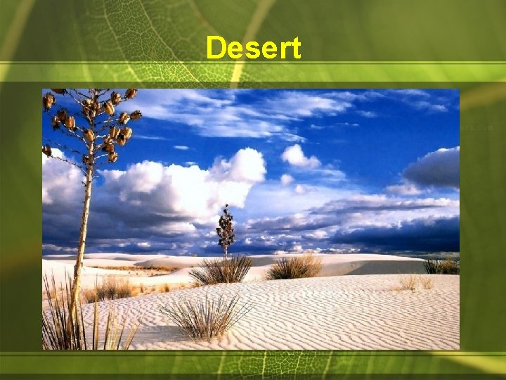 Desert 