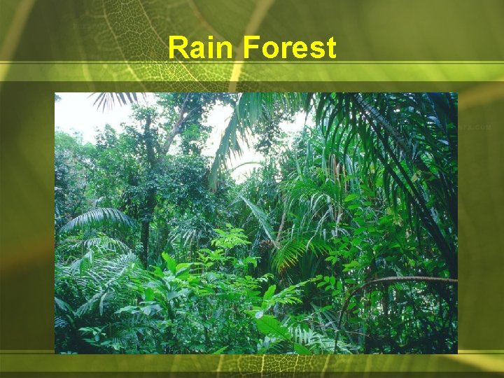 Rain Forest 