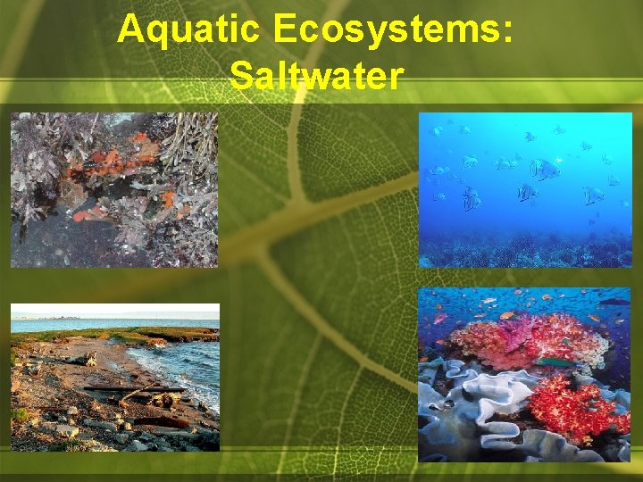 Aquatic Ecosystems: Saltwater 