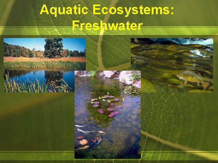 Aquatic Ecosystems: Freshwater 