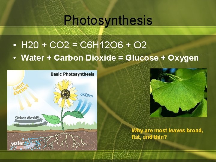 Photosynthesis • H 20 + CO 2 = C 6 H 12 O 6