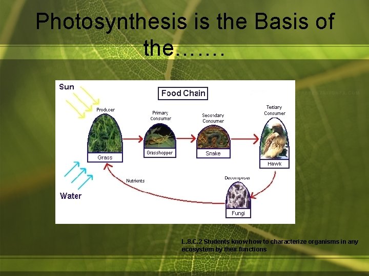 Photosynthesis is the Basis of the……. L. 8. C. 2 Students know how to