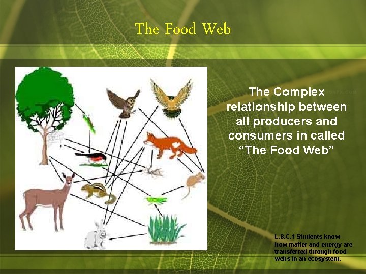 The Food Web The Complex relationship between all producers and consumers in called “The