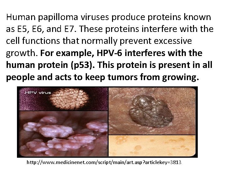 Human papilloma viruses produce proteins known as E 5, E 6, and E 7.