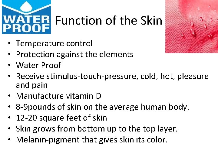 Function of the Skin • • • Temperature control Protection against the elements Water