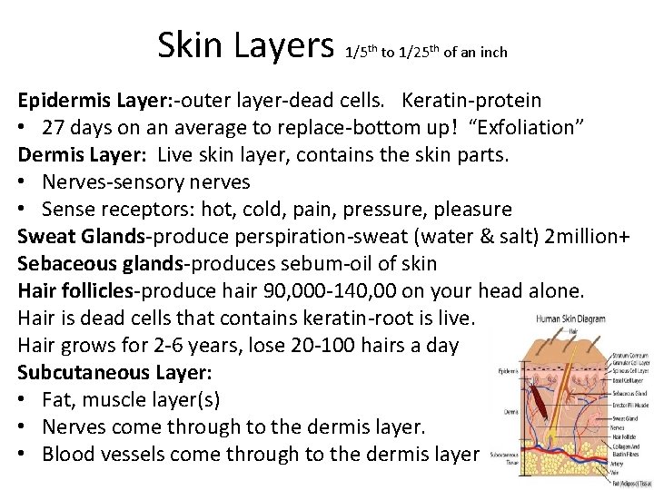 Skin Layers 1/5 th to 1/25 th of an inch Epidermis Layer: -outer layer-dead