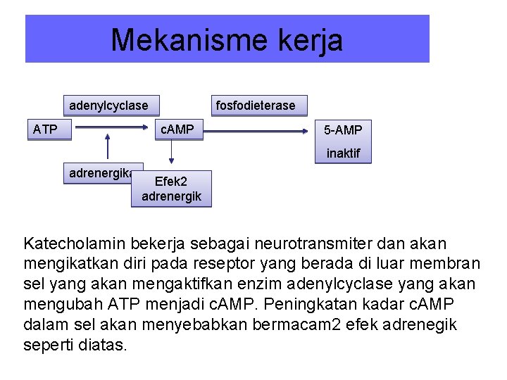 Mekanisme kerja adenylcyclase ATP fosfodieterase c. AMP 5 -AMP inaktif adrenergika Efek 2 adrenergik