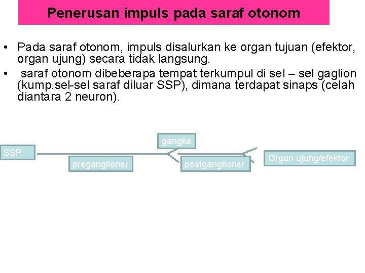 Penerusan impuls pada saraf otonom • Pada saraf otonom, impuls disalurkan ke organ tujuan