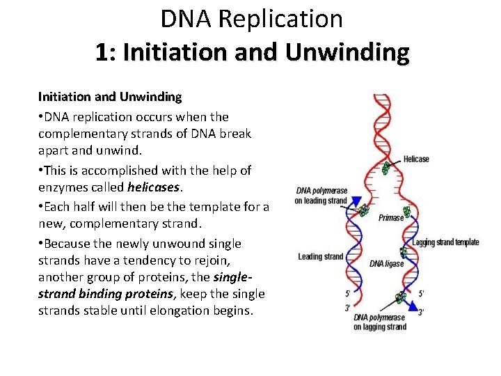 DNA Replication 1: Initiation and Unwinding • DNA replication occurs when the complementary strands