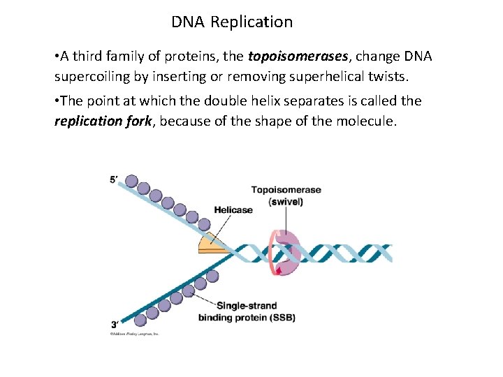 DNA Replication • A third family of proteins, the topoisomerases, change DNA supercoiling by