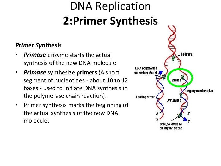 DNA Replication 2: Primer Synthesis • Primase enzyme starts the actual synthesis of the