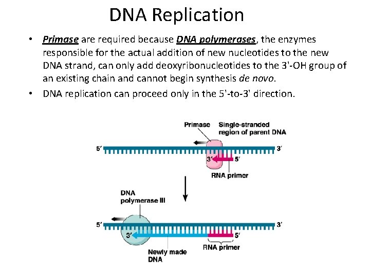 DNA Replication • Primase are required because DNA polymerases, the enzymes responsible for the