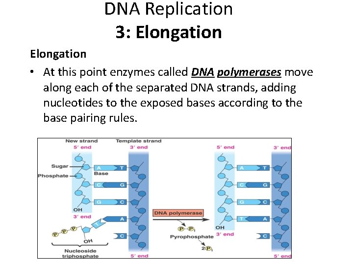 DNA Replication 3: Elongation • At this point enzymes called DNA polymerases move along