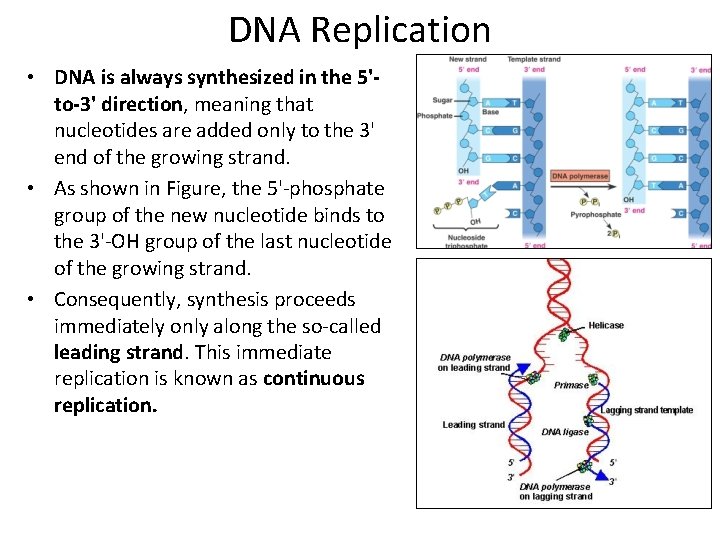 DNA Replication • DNA is always synthesized in the 5'to-3' direction, meaning that nucleotides