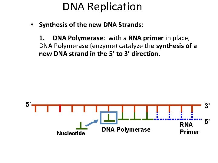DNA Replication • Synthesis of the new DNA Strands: 1. DNA Polymerase: Polymerase with