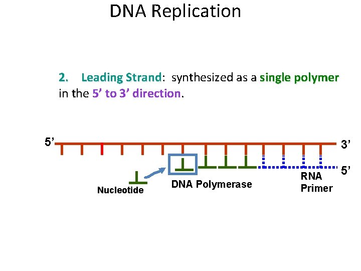 DNA Replication 2. Leading Strand: Strand synthesized as a single polymer in the 5’