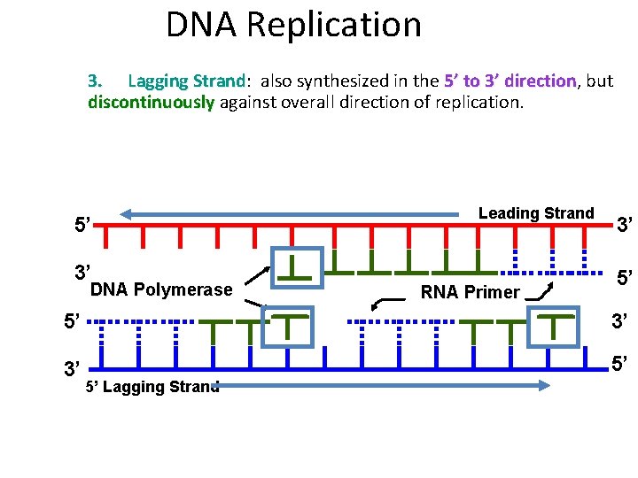 DNA Replication 3. Lagging Strand: Strand also synthesized in the 5’ to 3’ direction,