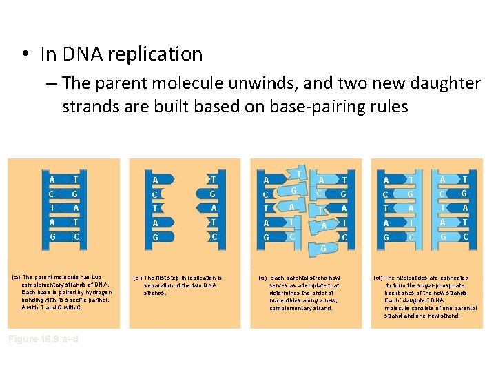  • In DNA replication – The parent molecule unwinds, and two new daughter