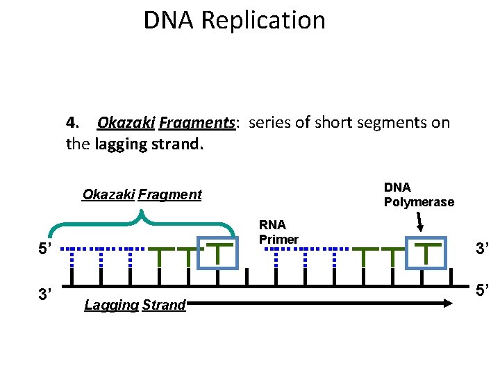 DNA Replication 4. Okazaki Fragments: series of short segments on the lagging strand. DNA