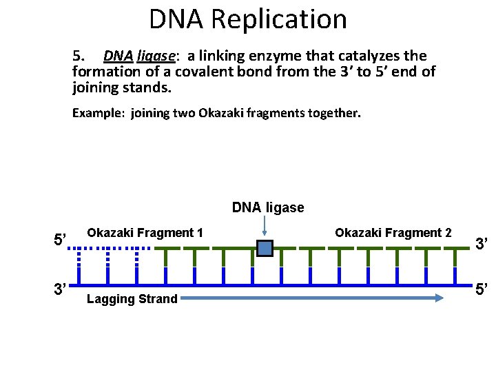 DNA Replication 5. DNA ligase: a linking enzyme that catalyzes the formation of a