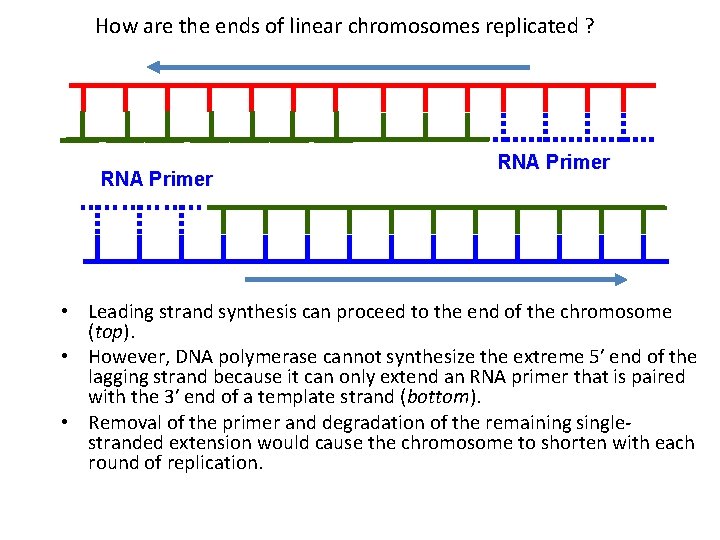 How are the ends of linear chromosomes replicated ? 3’ 5’ 5’ 5’ 3’