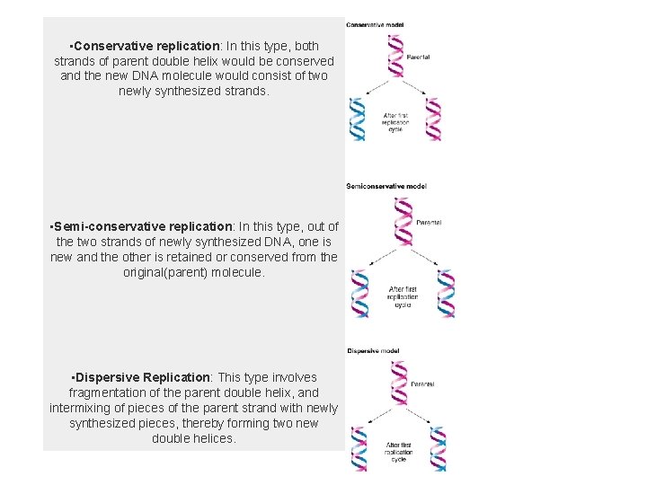  • Conservative replication: In this type, both strands of parent double helix would