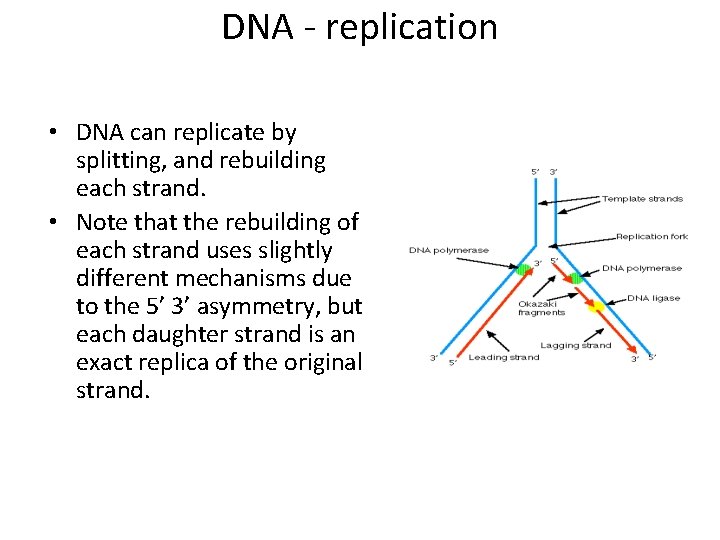DNA - replication • DNA can replicate by splitting, and rebuilding each strand. •