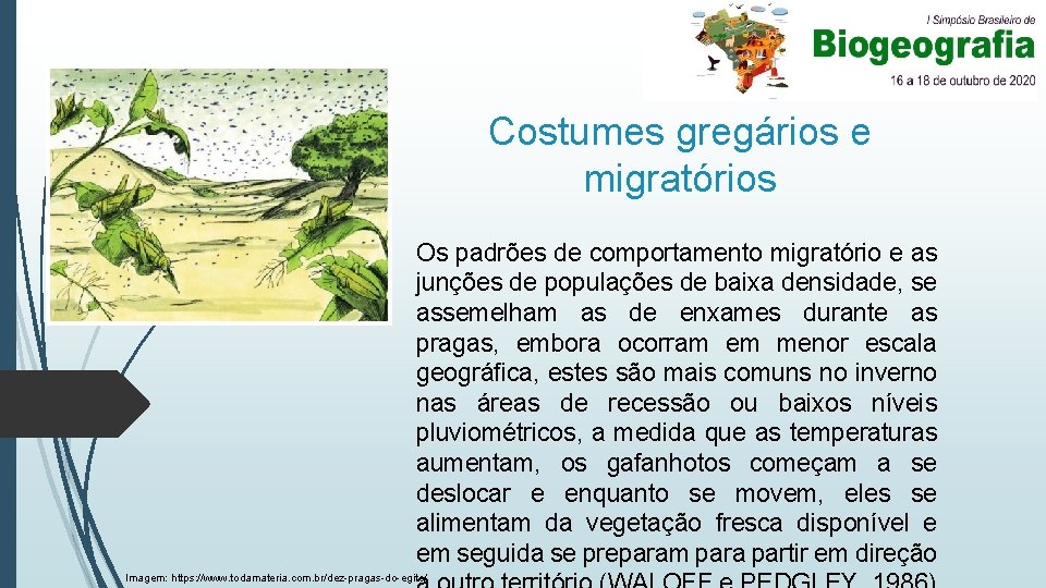 Costumes gregários e migratórios Os padrões de comportamento migratório e as junções de populações