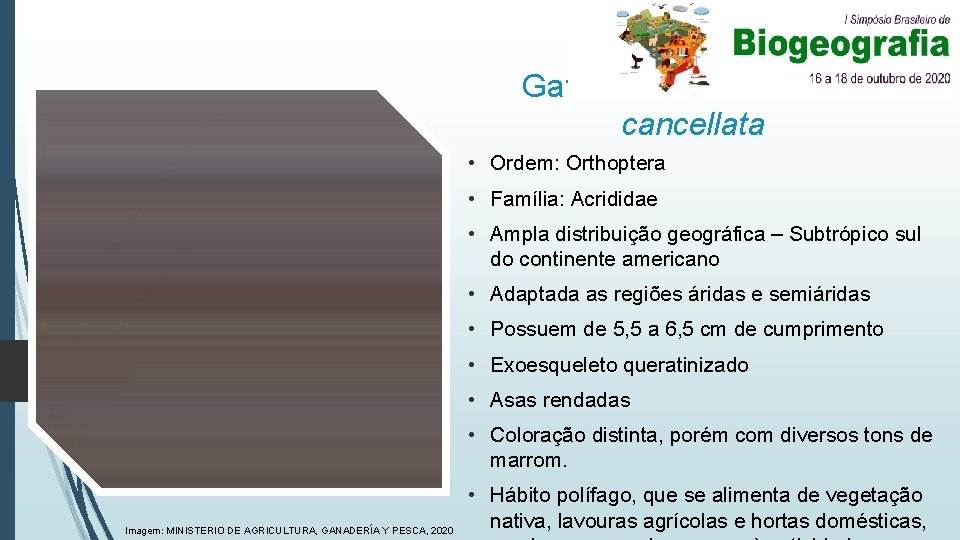 Gafanhoto Schistocerca cancellata • Ordem: Orthoptera • Família: Acrididae • Ampla distribuição geográfica –