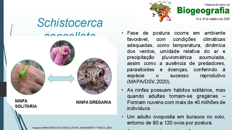 Schistocerca cancellata • Fase de postura ocorre em ambiente favorável, com condições climáticas adequadas,