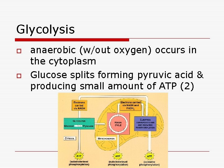 Glycolysis o o anaerobic (w/out oxygen) occurs in the cytoplasm Glucose splits forming pyruvic