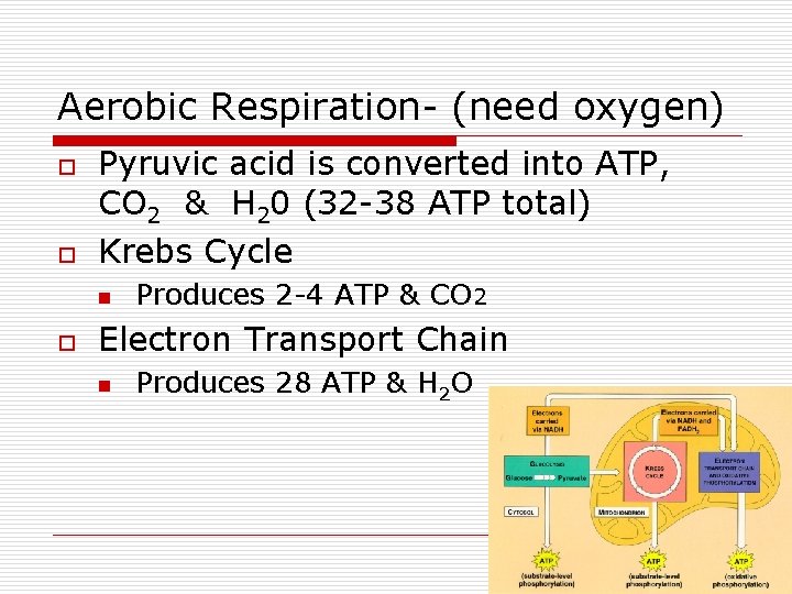 Aerobic Respiration- (need oxygen) o o Pyruvic acid is converted into ATP, CO 2