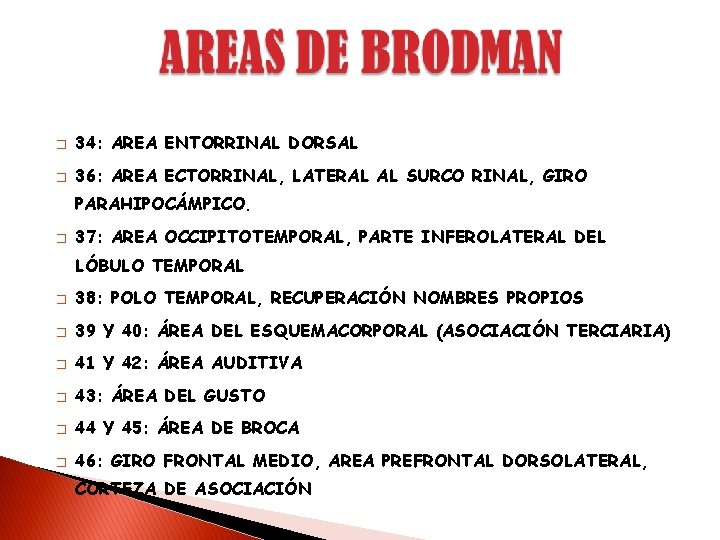 � 34: AREA ENTORRINAL DORSAL � 36: AREA ECTORRINAL, LATERAL AL SURCO RINAL, GIRO
