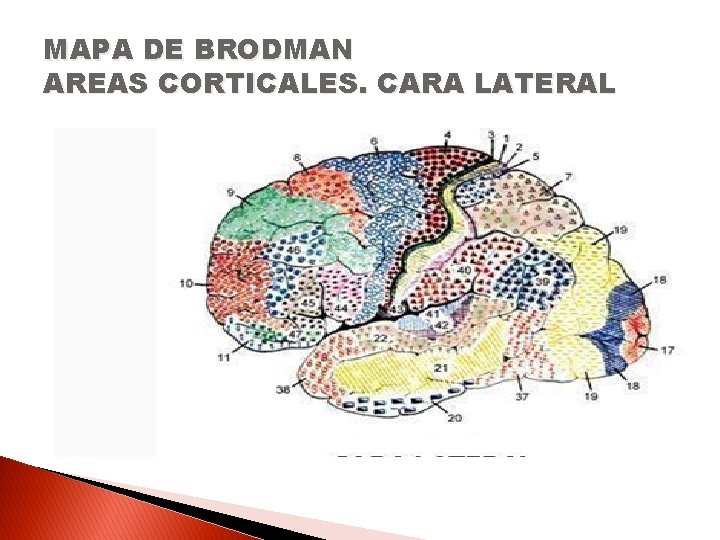 MAPA DE BRODMAN AREAS CORTICALES. CARA LATERAL 