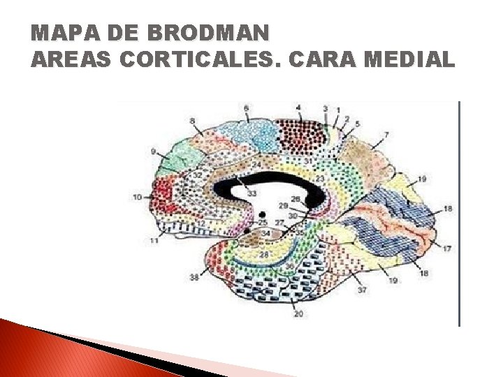 MAPA DE BRODMAN AREAS CORTICALES. CARA MEDIAL 