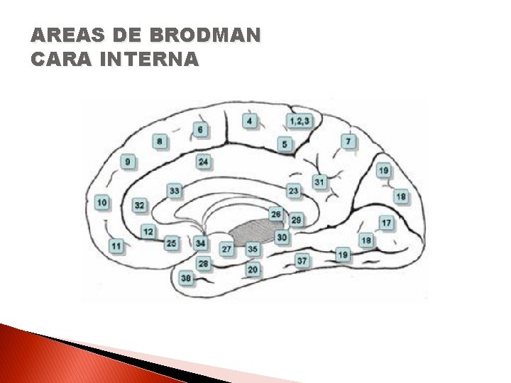 AREAS DE BRODMAN CARA INTERNA 