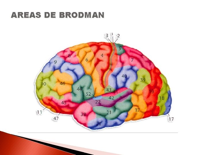 AREAS DE BRODMAN 