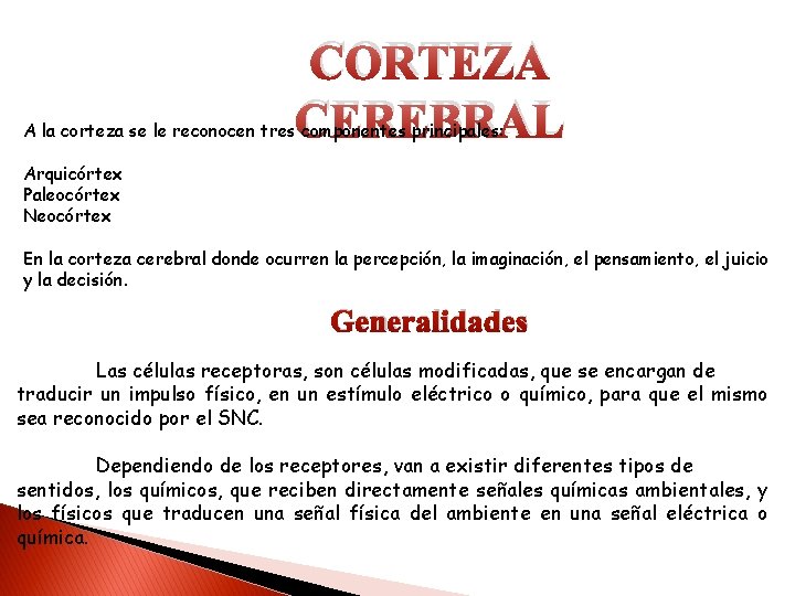 CORTEZA CEREBRAL A la corteza se le reconocen tres componentes principales: Arquicórtex Paleocórtex Neocórtex