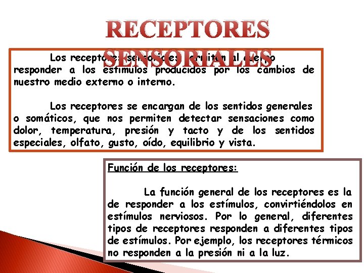 RECEPTORES Los receptores sensoriales permiten al cuerpo SENSORIALES responder a los estímulos producidos por