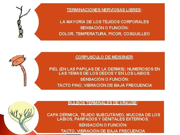 TERMINACIONES NERVIOSAS LIBRES: LA MAYORÍA DE LOS TEJIDOS CORPORALES SENSACIÓN O FUNCIÓN: DOLOR, TEMPERATURA,