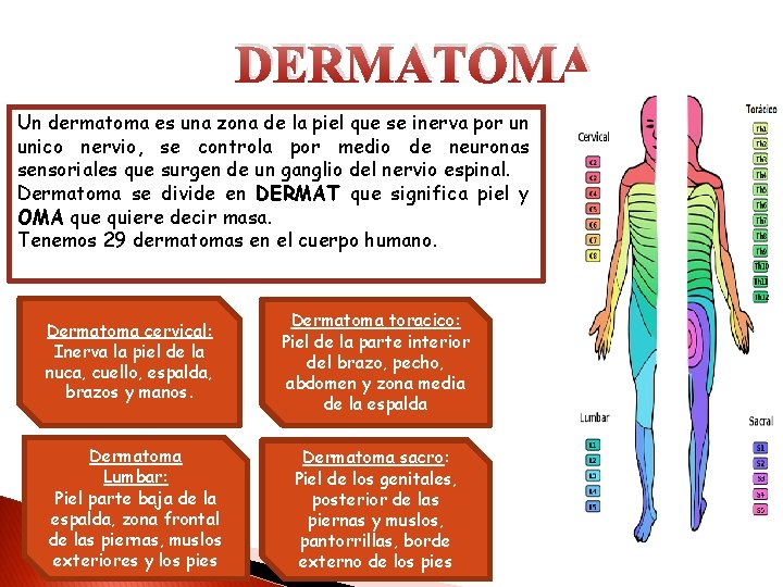 DERMATOMA Un dermatoma es una zona de la piel que se inerva por un