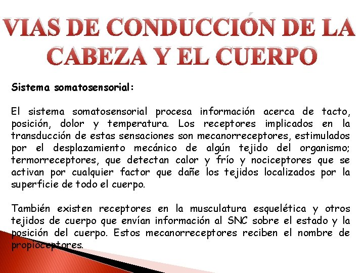 VIAS DE CONDUCCIÓN DE LA CABEZA Y EL CUERPO Sistema somatosensorial: El sistema somatosensorial