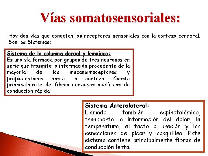 Vías somatosensoriales: Hay dos vías que conectan los receptores sensoriales con la corteza cerebral.