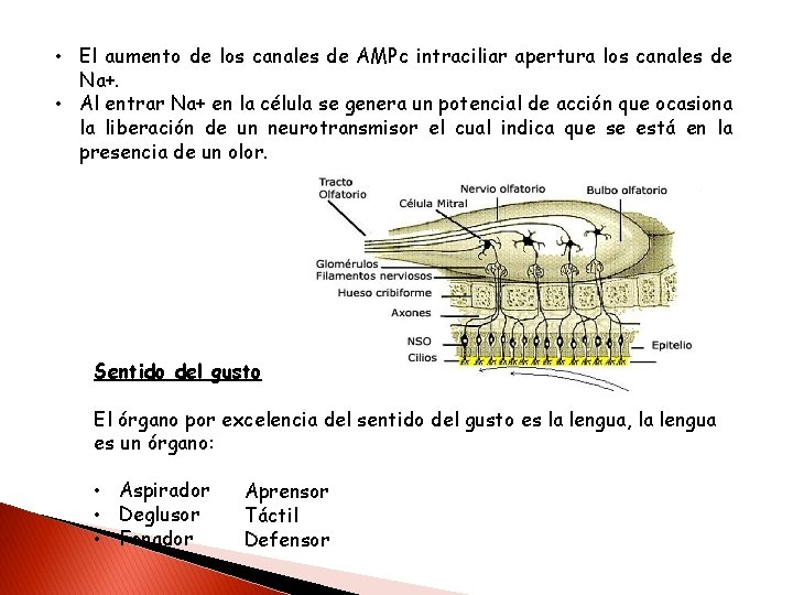  • El aumento de los canales de AMPc intraciliar apertura los canales de
